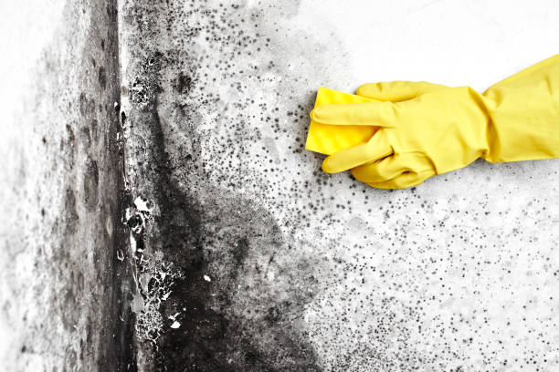 Best Residential Mold Inspection & Testing  in Fair Oaks, GA